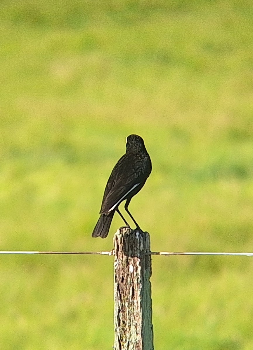 Spectacled Tyrant - ML646511550