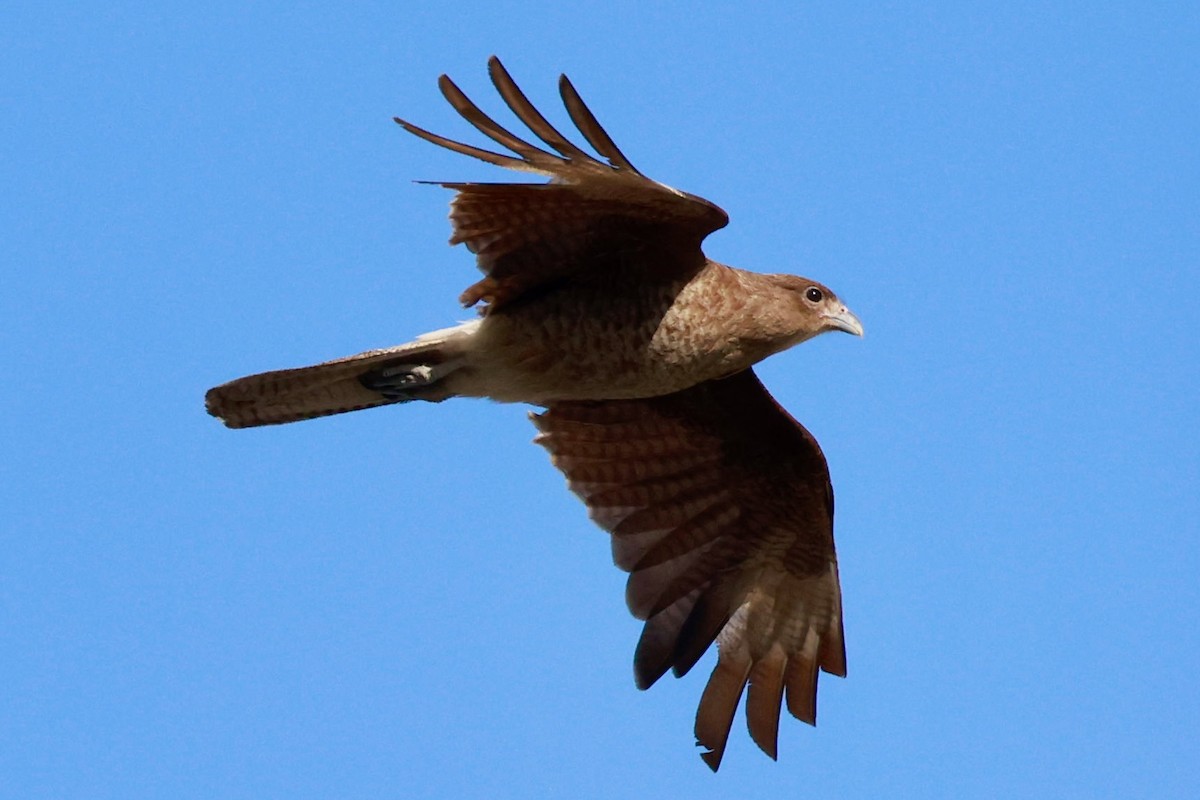 Chimango Caracara - ML646511554