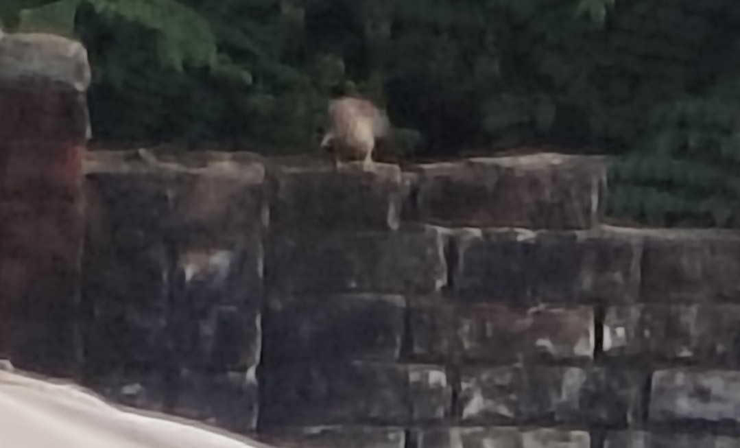 Cratérope de brousse - ML646511557