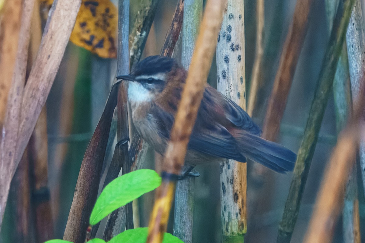 Moustached Warbler - ML646511558