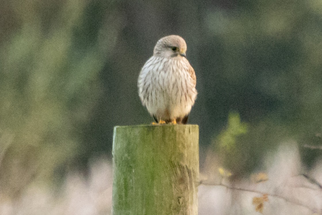 Belatz gorria - ML646511559