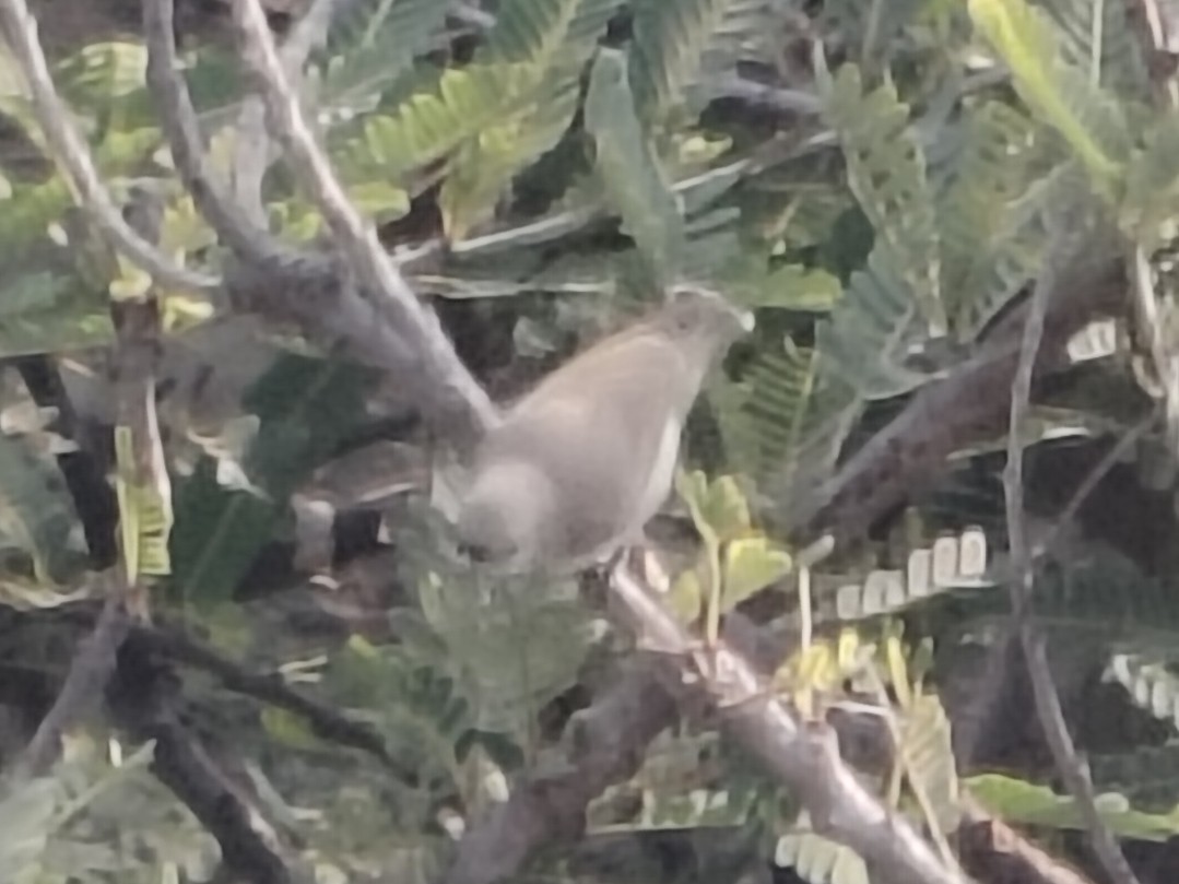 Thick-billed Flowerpecker - ML646511560