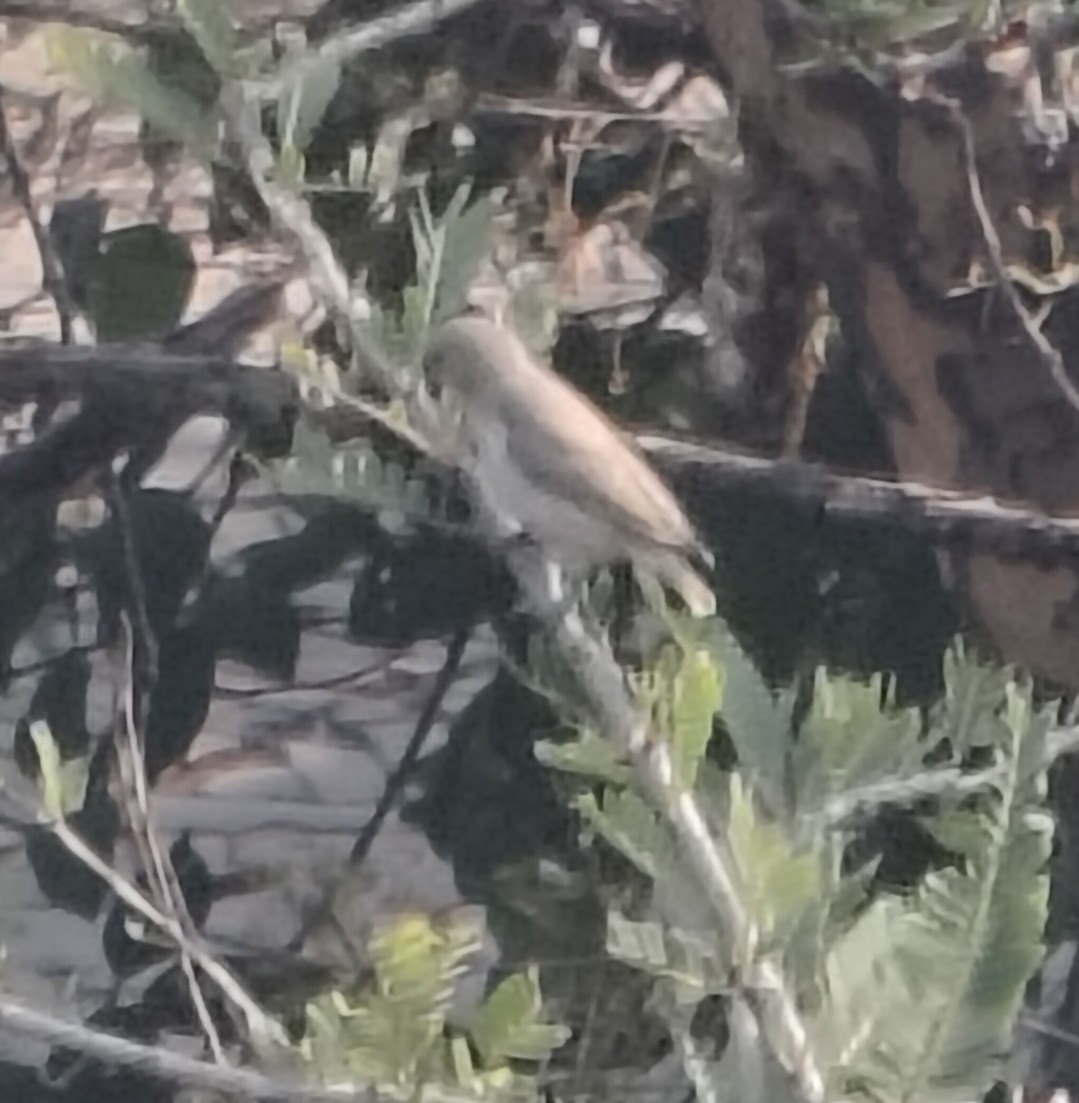 Thick-billed Flowerpecker - ML646511561