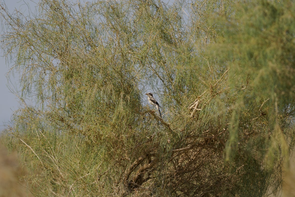 Great Gray Shrike - ML646511563
