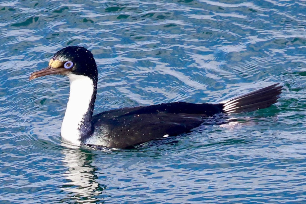 Imperial Cormorant (Imperial) - ML646511564