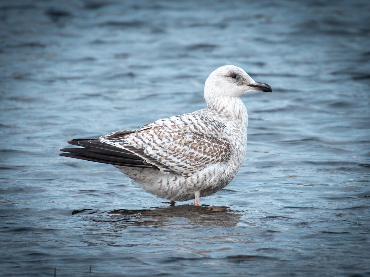 European Herring Gull - ML646511565