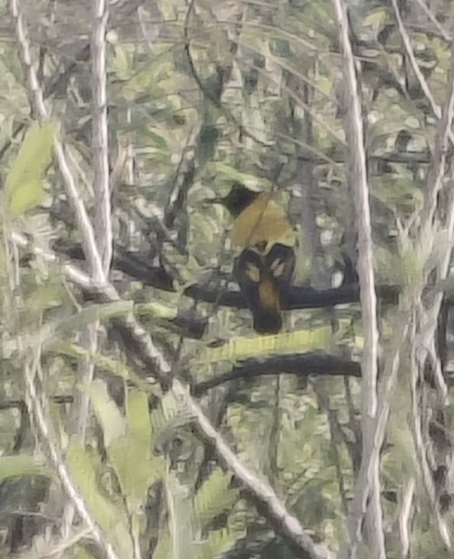 Black-hooded Oriole - ML646511566