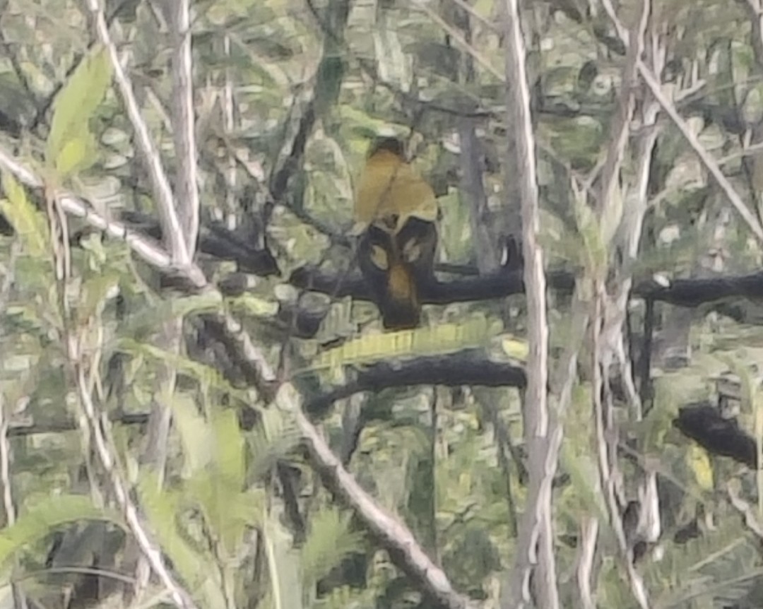 Black-hooded Oriole - ML646511567