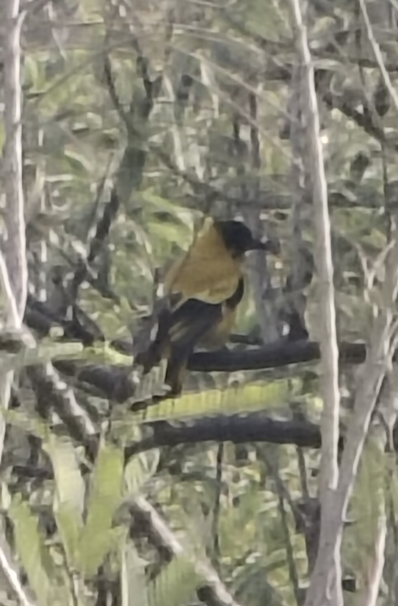 Black-hooded Oriole - ML646511568