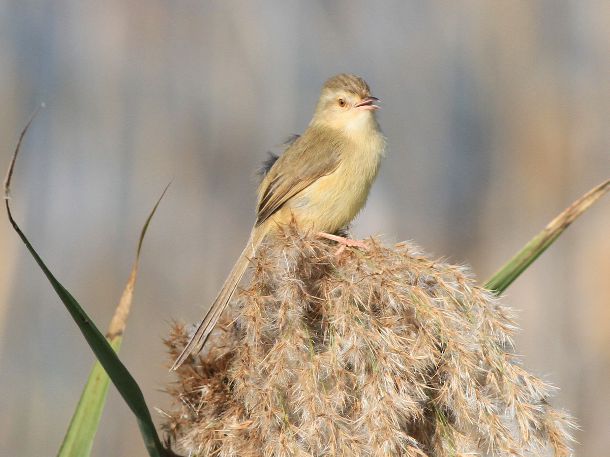 Plain Prinia - ML646511569