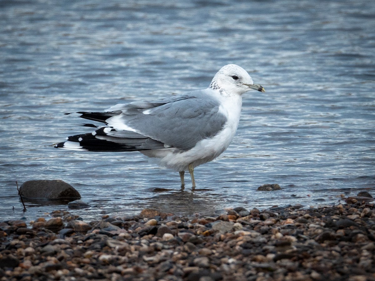 Common Gull - ML646511570