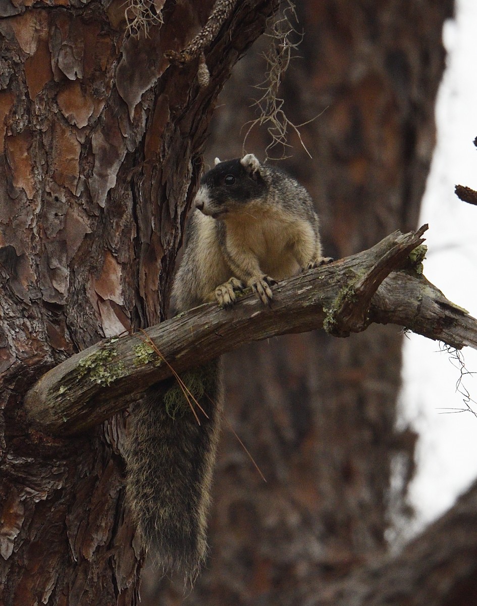 Southern Fox Squirrel - ML646511571