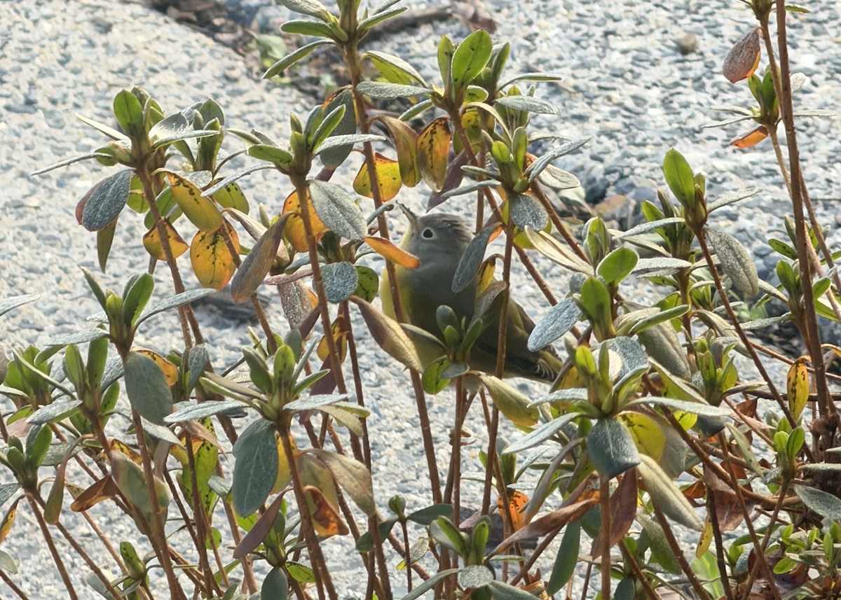 Nashville Warbler - ML646511572