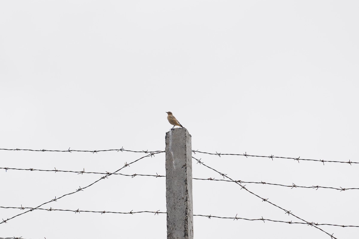 Isabelline Wheatear - ML646511574