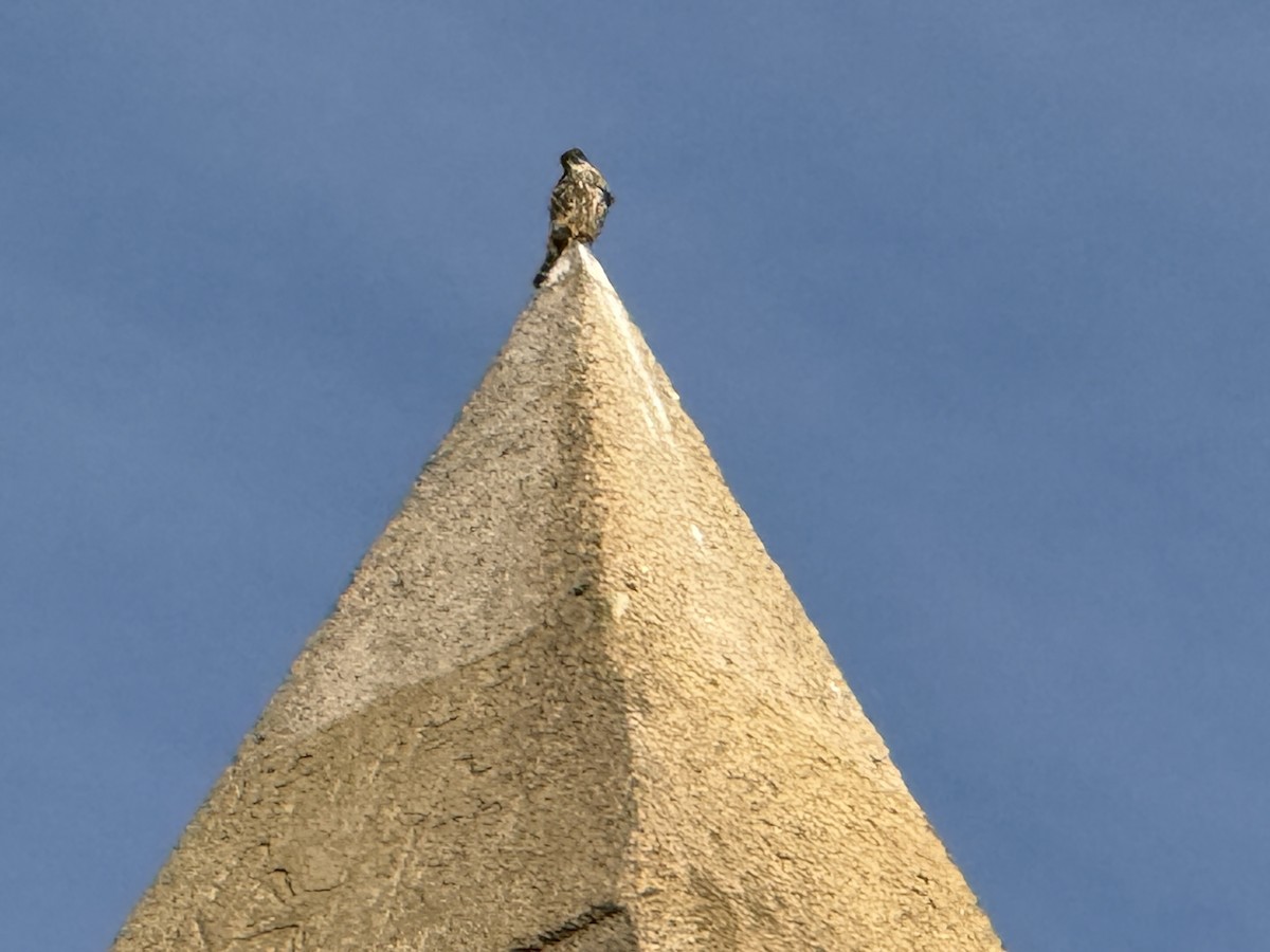 Merlin - ML646511575