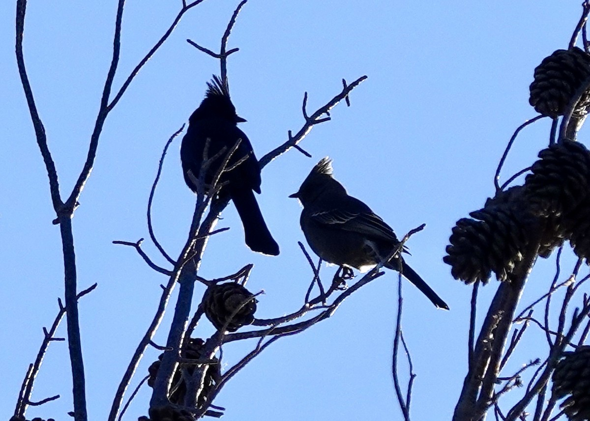 Phainopepla - ML646511576