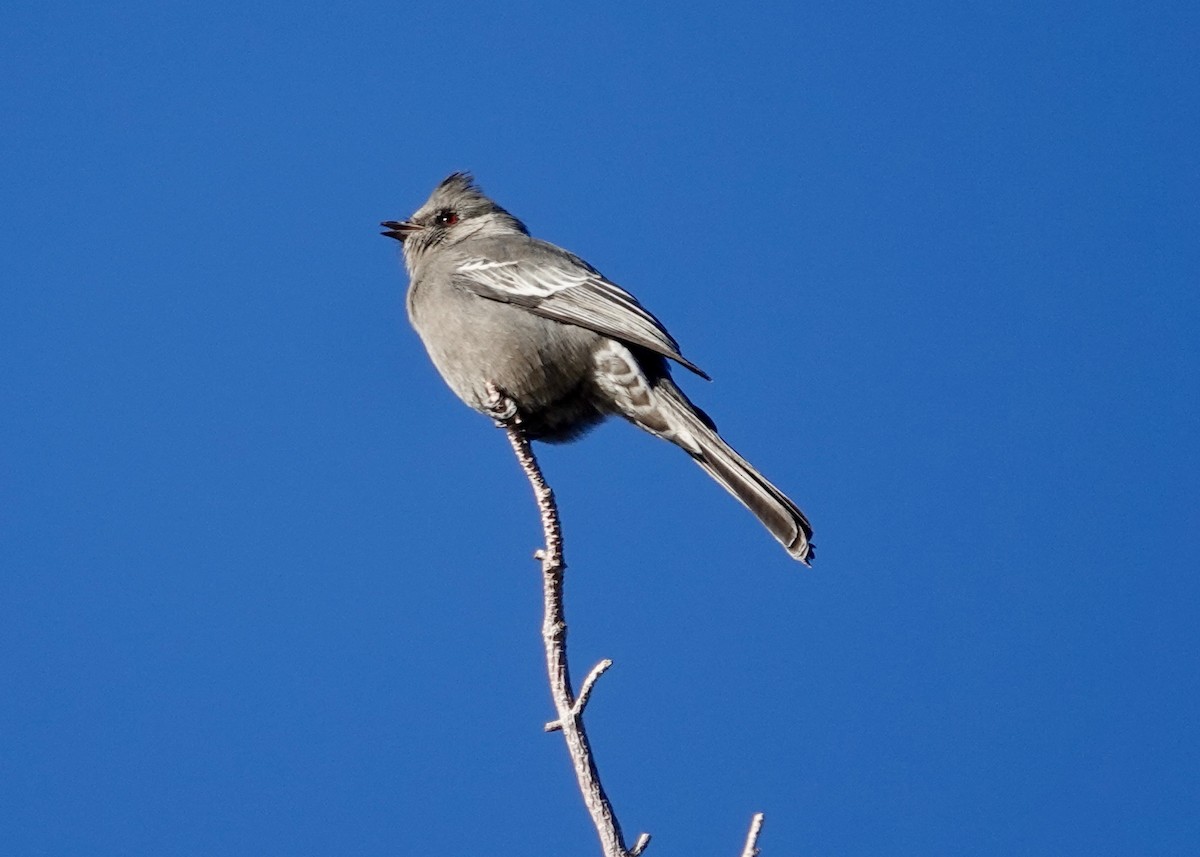 Phainopepla - ML646511577