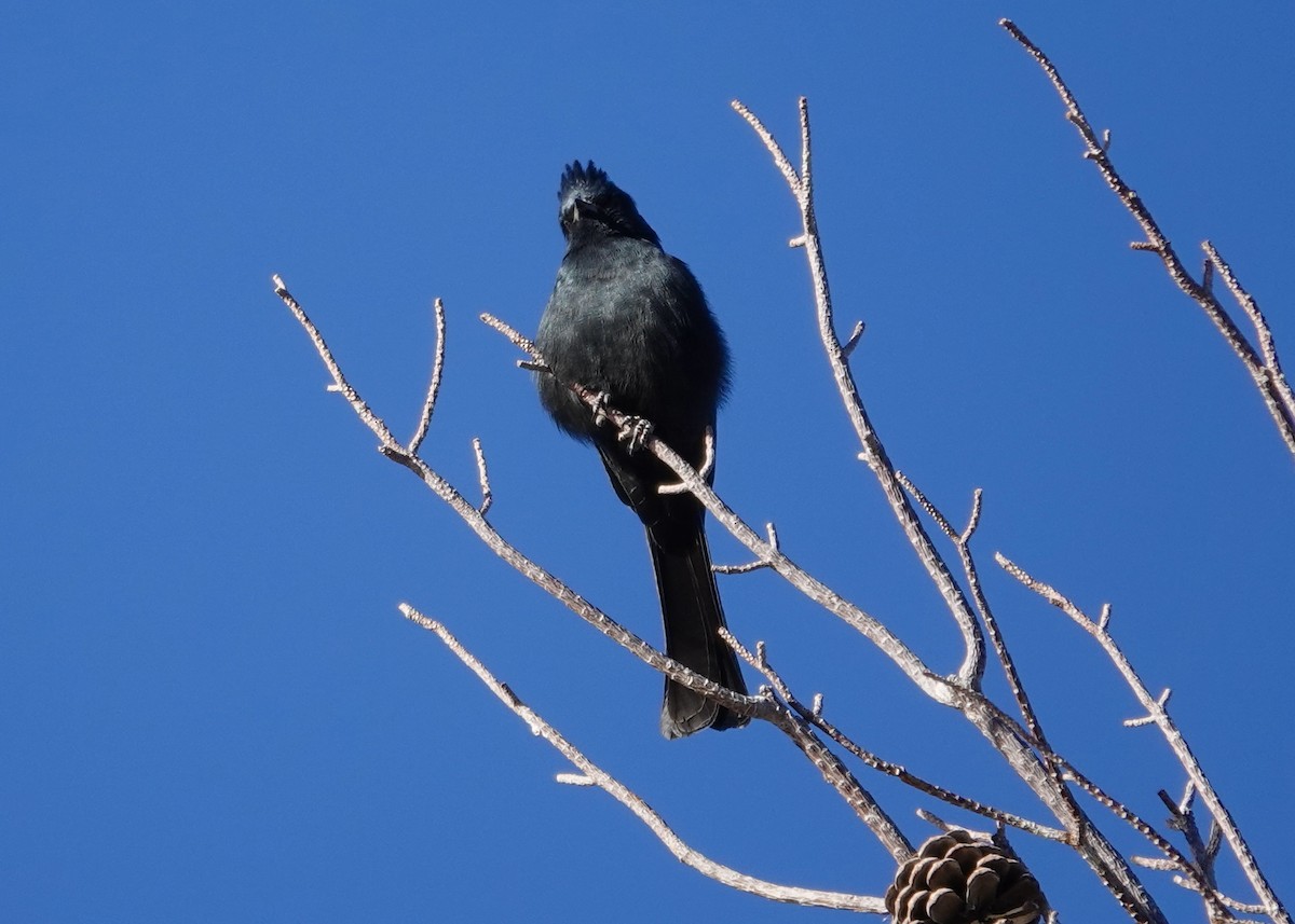 Phainopepla - ML646511578