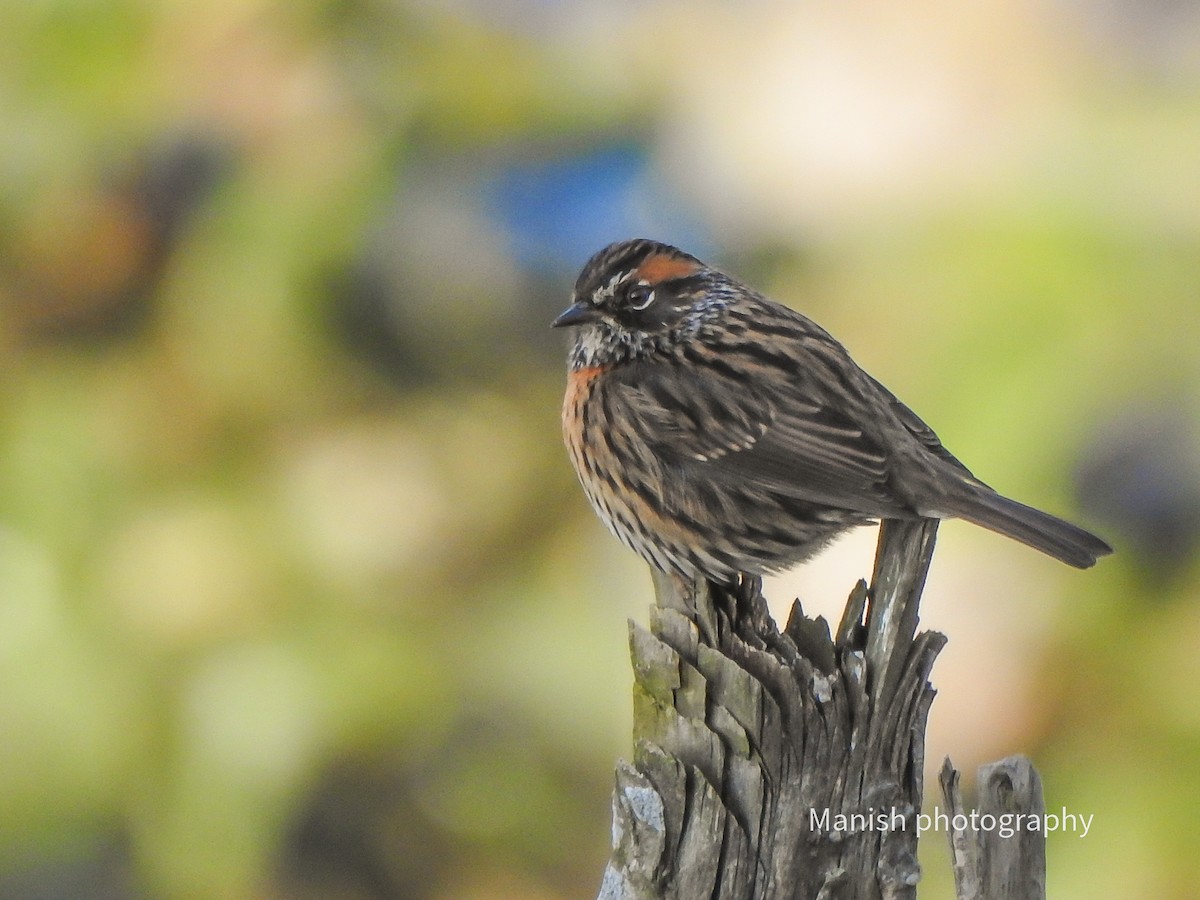 Rufous-breasted Accentor - ML646511579