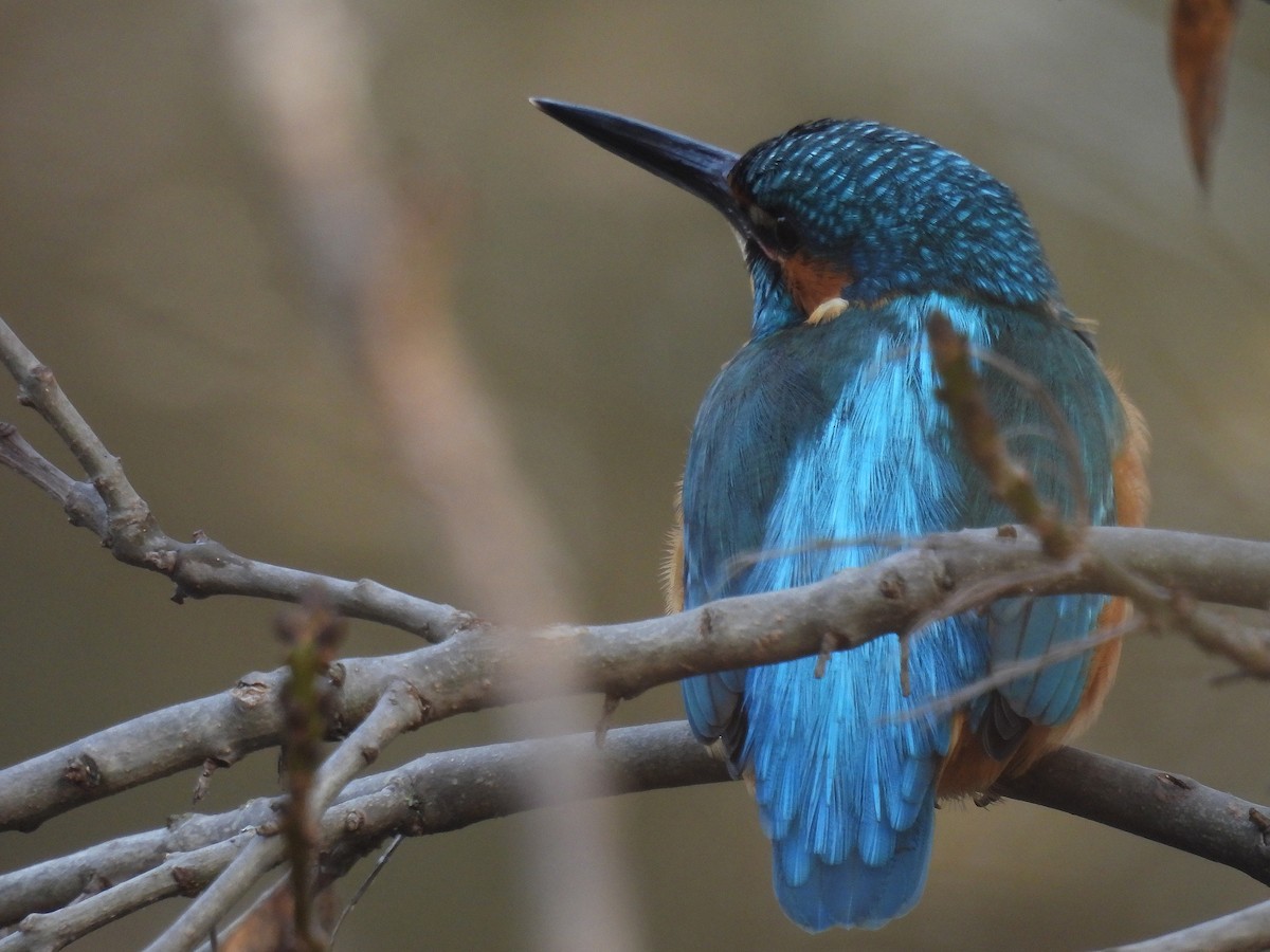 Common Kingfisher - ML646511580