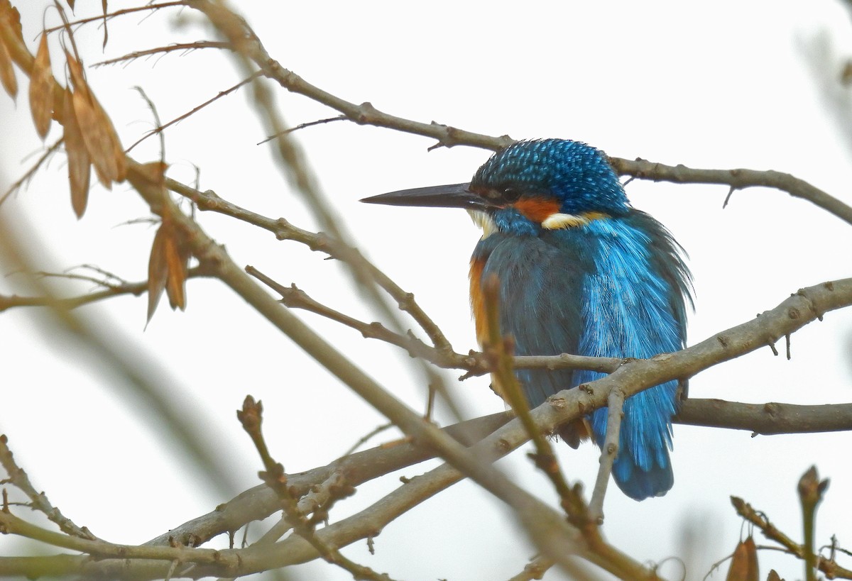 Common Kingfisher - ML646511581