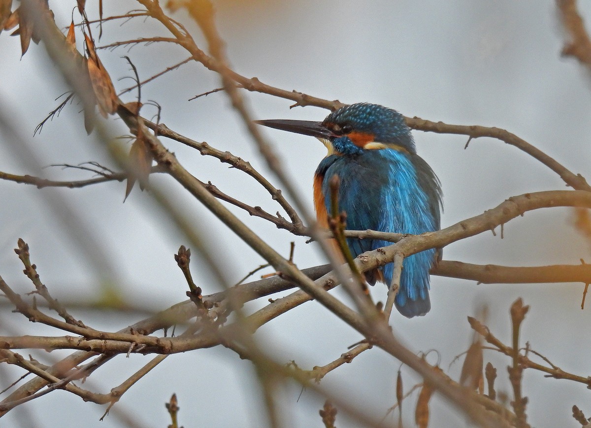 Common Kingfisher - ML646511582