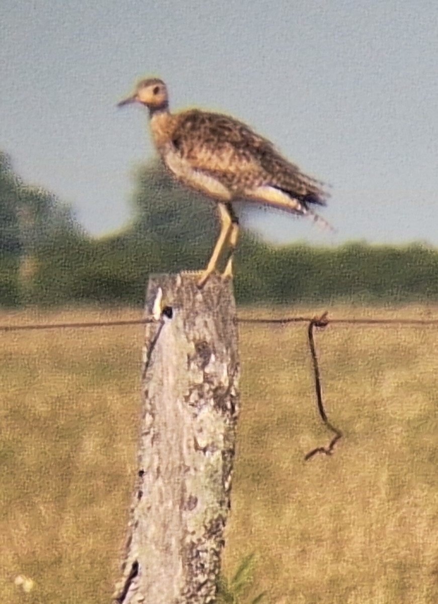 Upland Sandpiper - ML646511586
