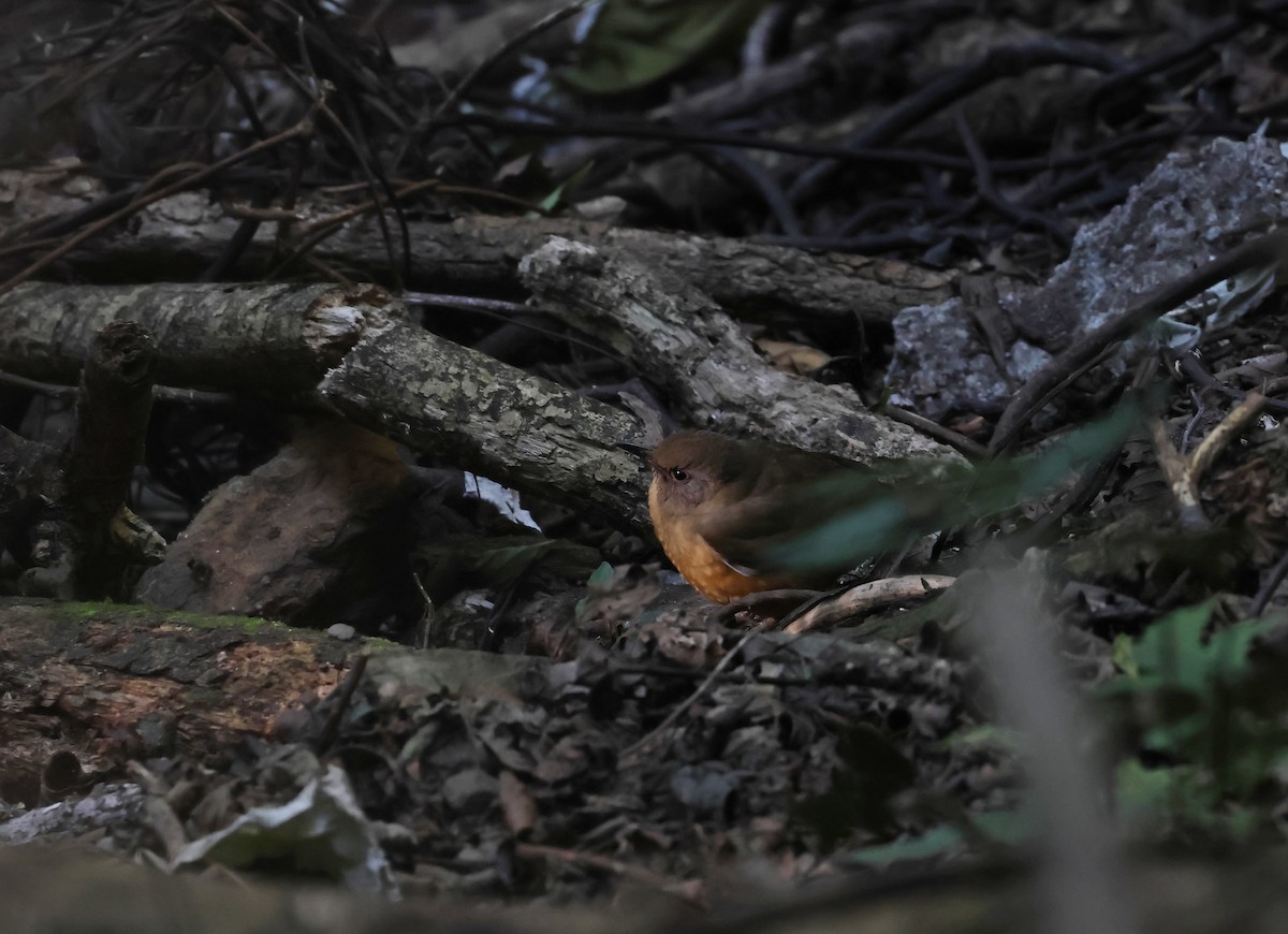 Brown-headed Thrush - ML646511588