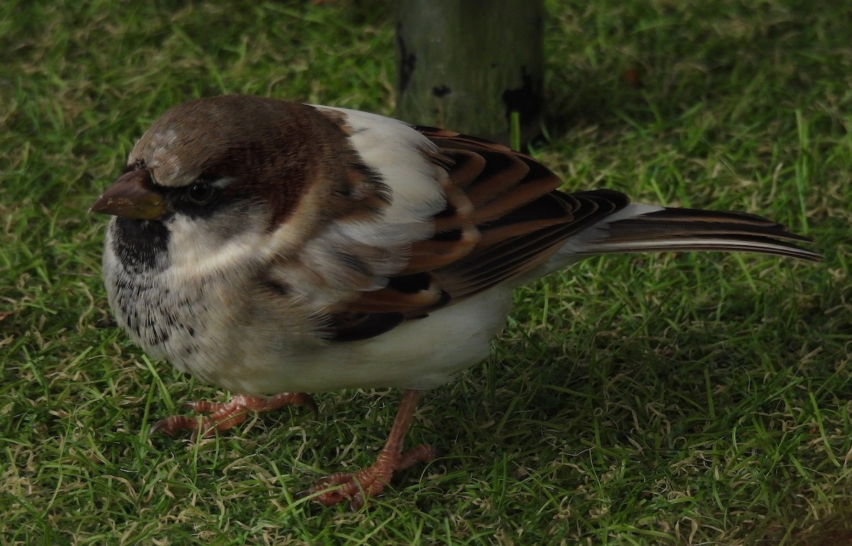 House Sparrow - ML646511589