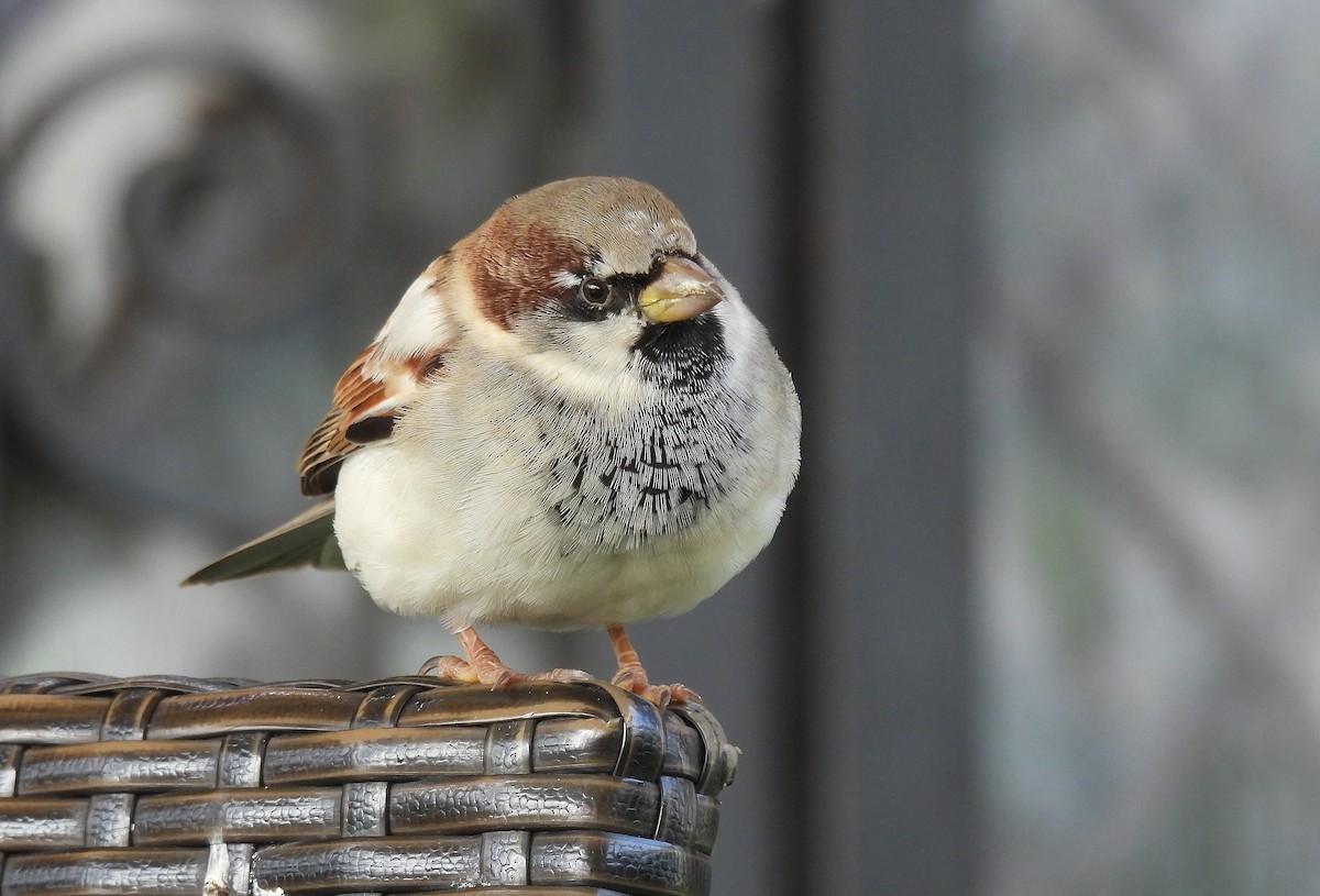House Sparrow - ML646511590