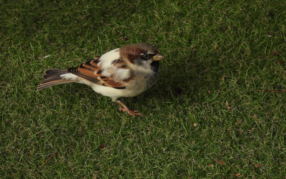 House Sparrow - ML646511591