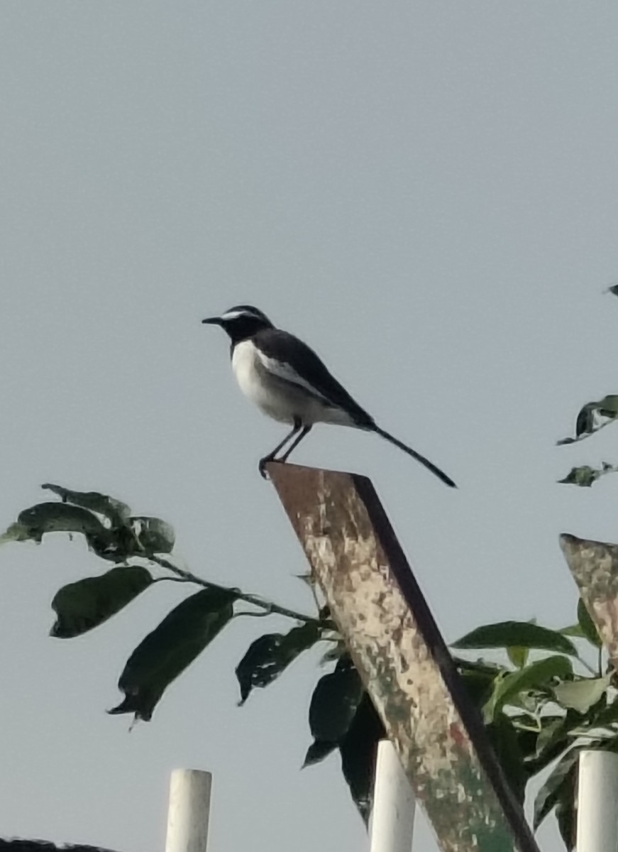 White-browed Wagtail - ML646511598