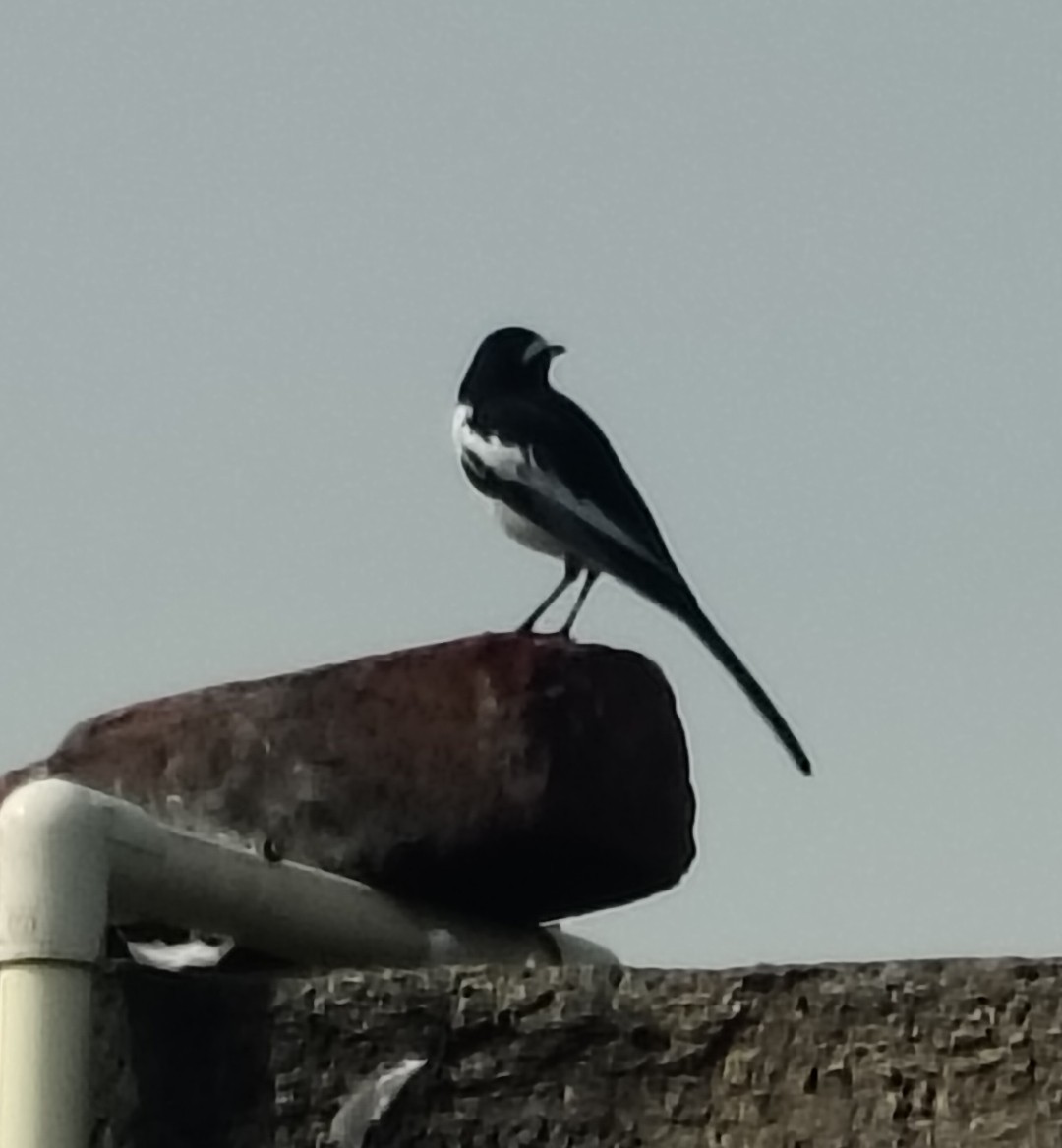 White-browed Wagtail - ML646511599