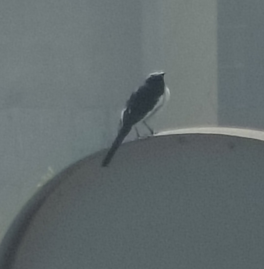 White-browed Wagtail - ML646511601