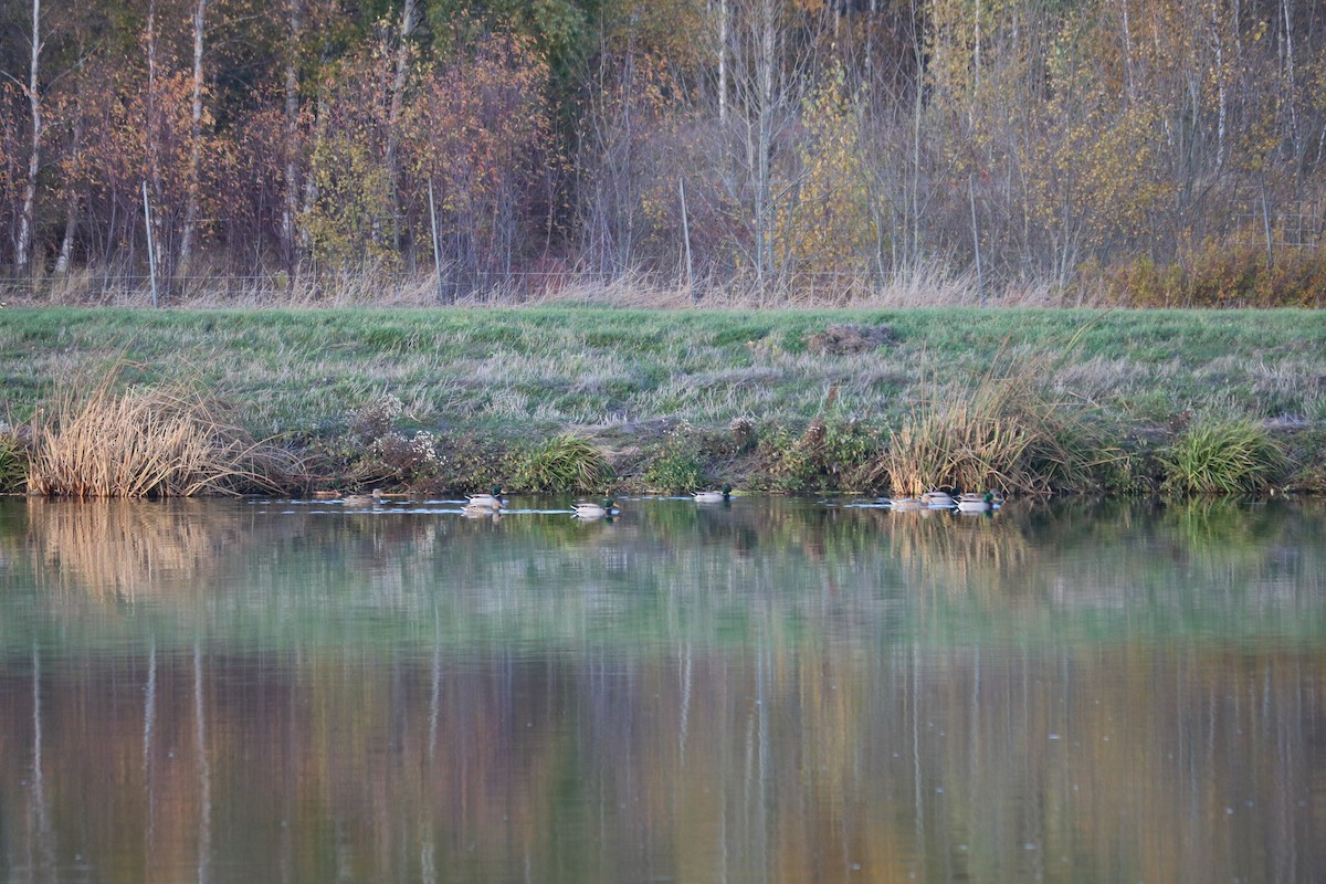 Mallard - ML646511604