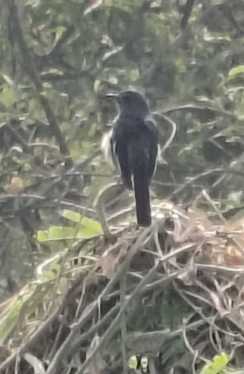 Shama dayal - ML646511607