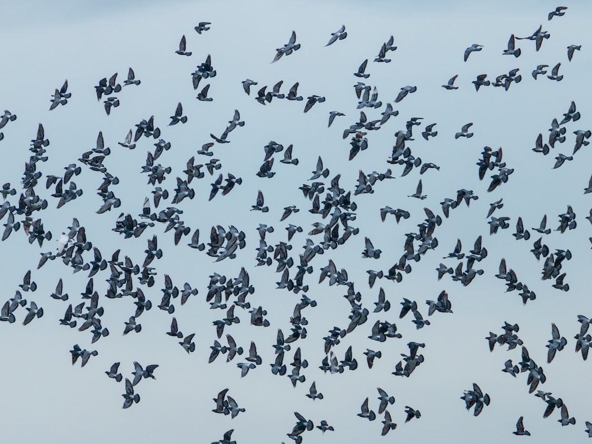 Paloma Torcaz - ML646511608