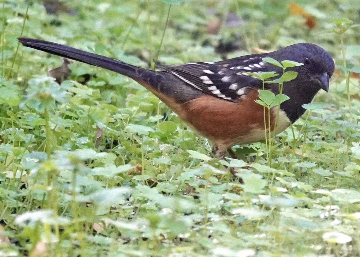 Spotted Towhee - ML646511609