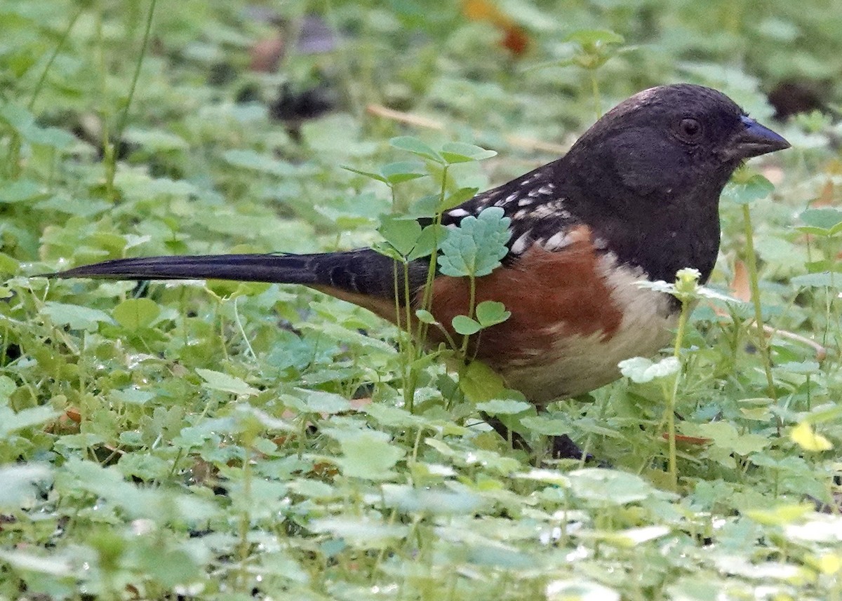 Spotted Towhee - ML646511610