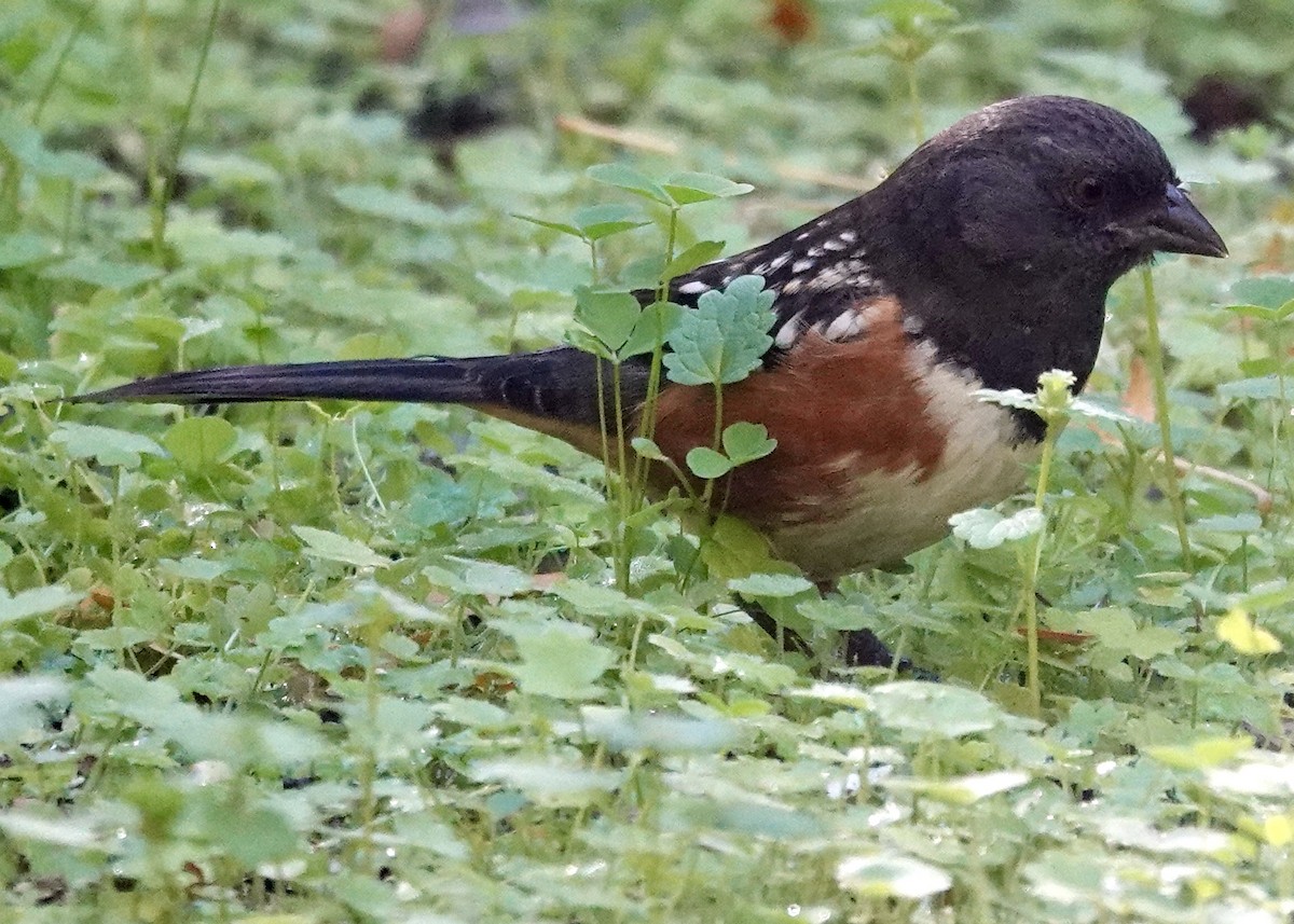 Spotted Towhee - ML646511611