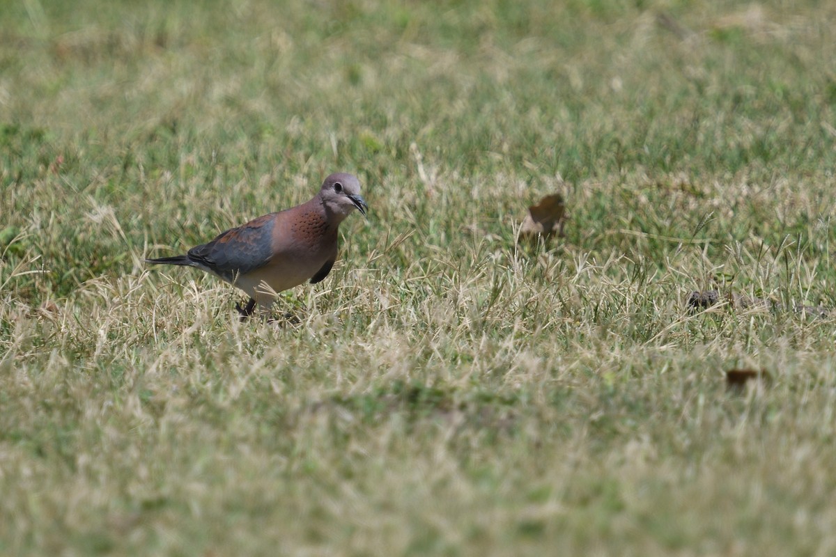 Tórtola Senegalesa - ML646511612