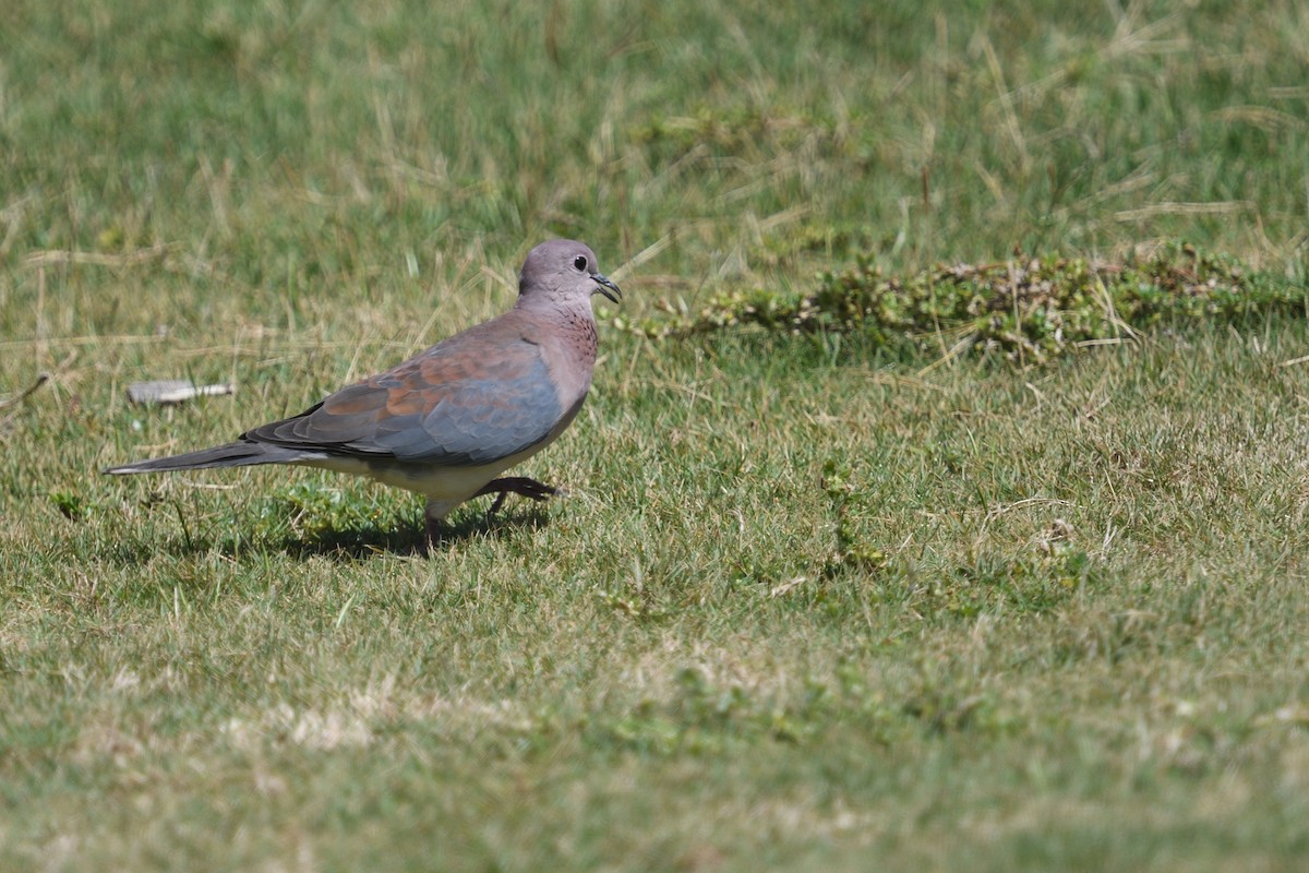 Tórtola Senegalesa - ML646511615
