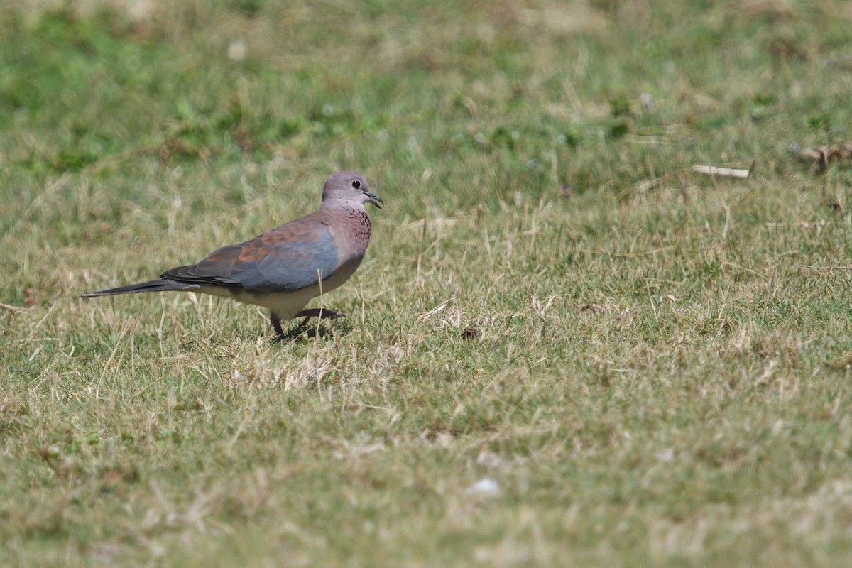 Tórtola Senegalesa - ML646511616