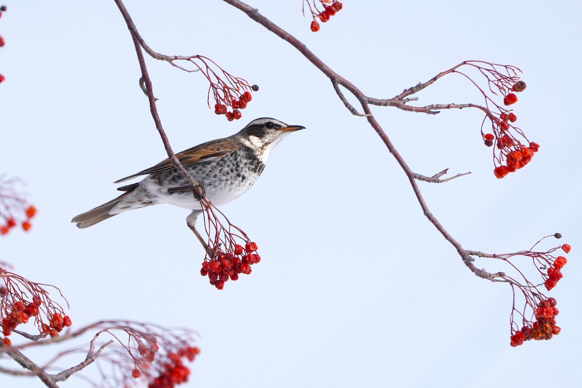 Dusky Thrush - ML646511617