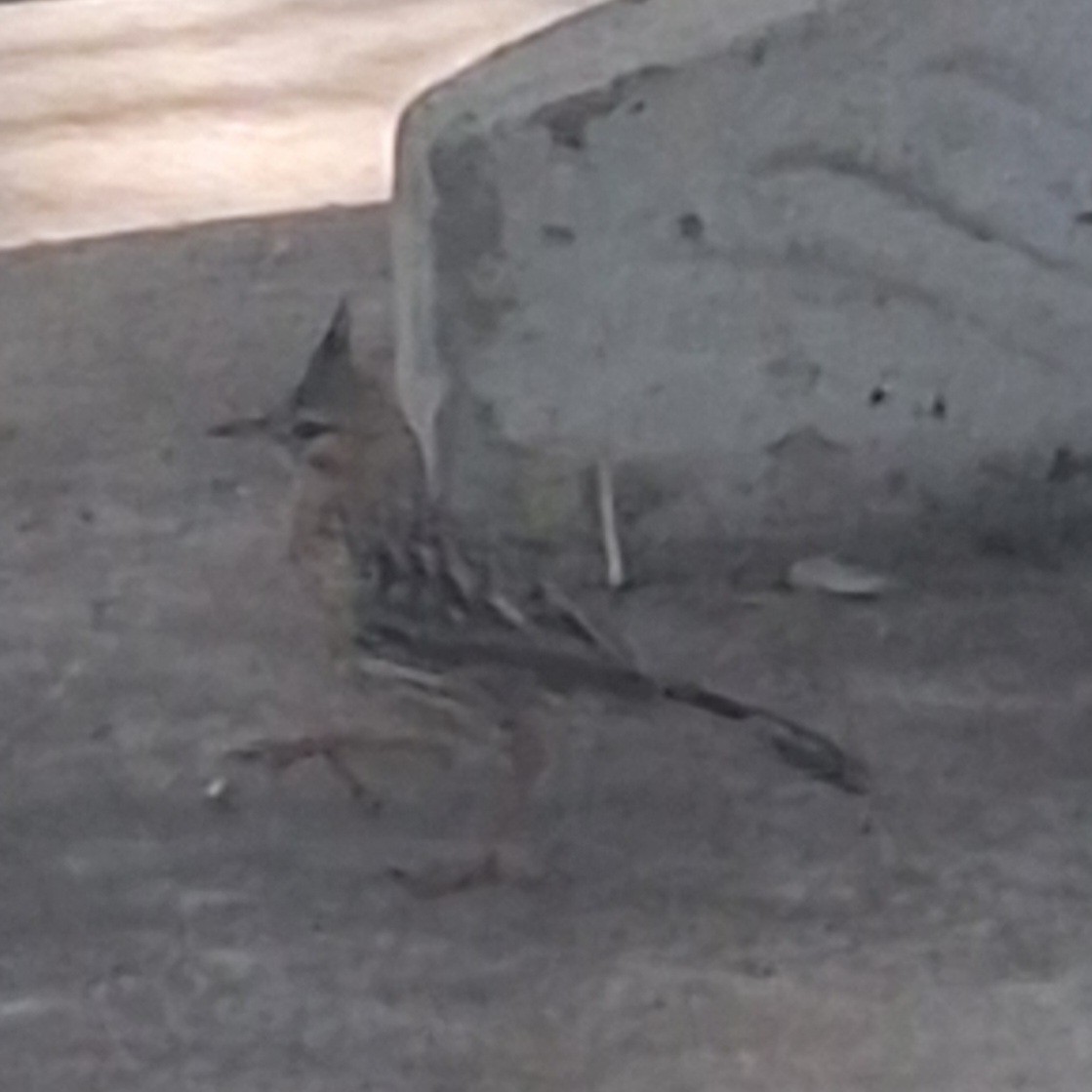 Lark-like Brushrunner - ML646511619