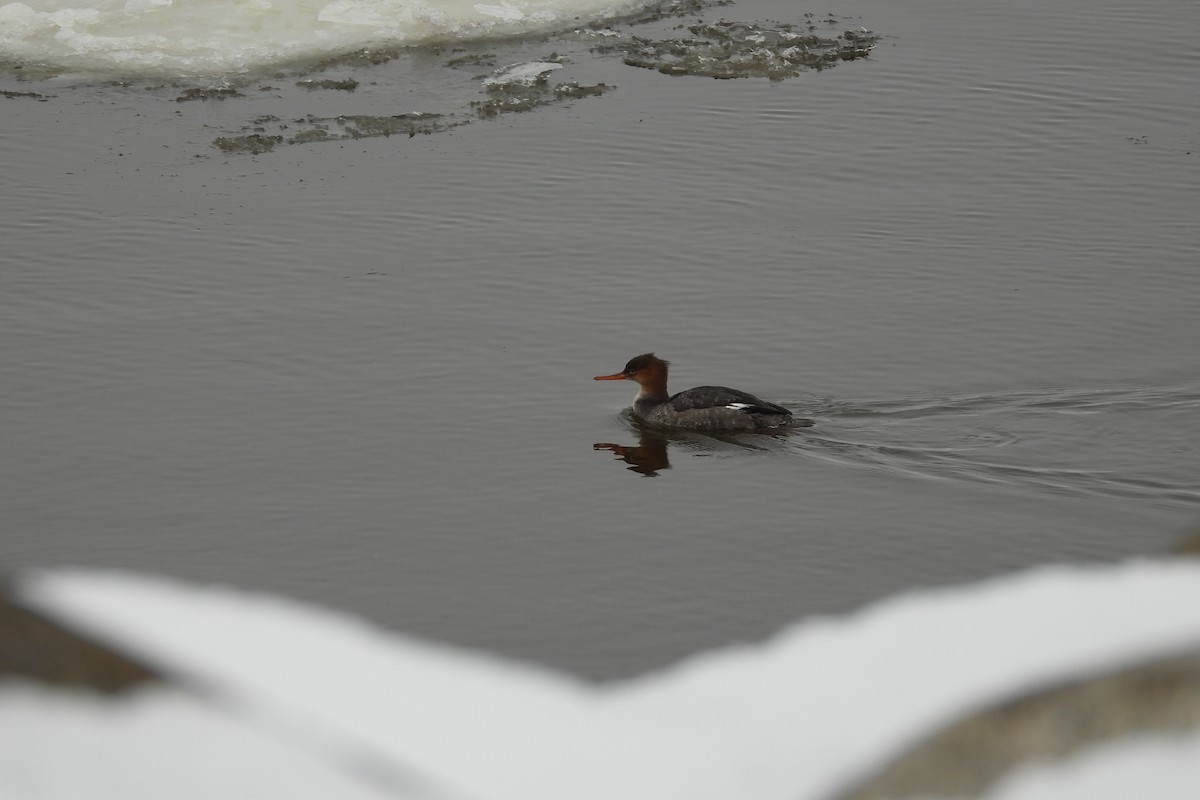 紅胸秋沙 - ML646511621