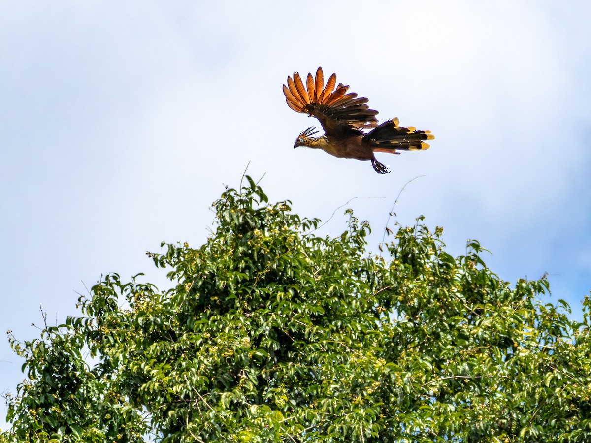 Hoatzin - ML646511623