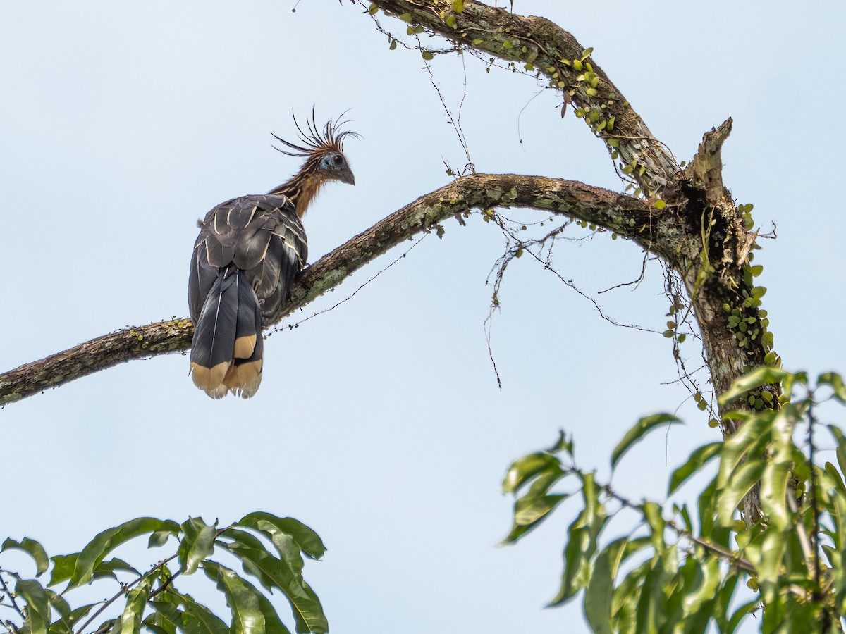 Hoatzin - ML646511624