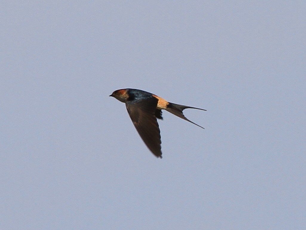 Eastern Red-rumped Swallow (Striated) - ML646511643