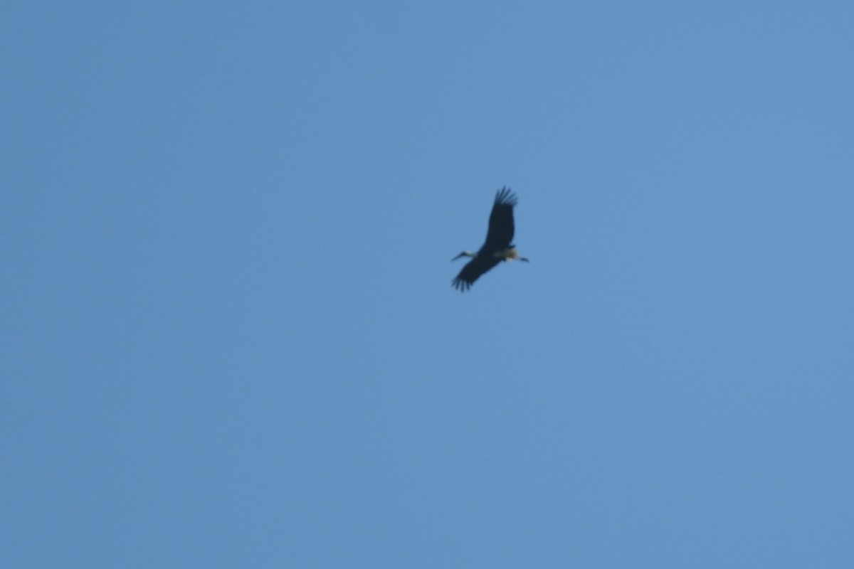 Cigüeña Lanuda Africana - ML646511644